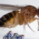 Image for article titled Deprived of sex, male fruit flies turn to booze
